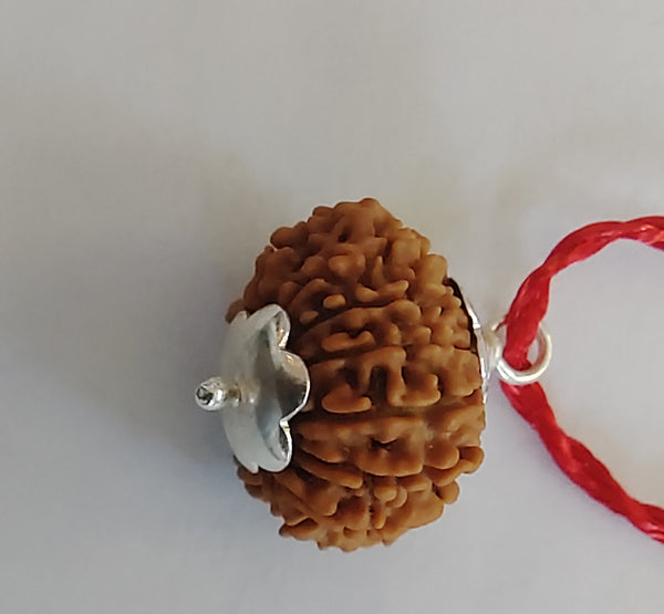 12 Mukhi Rudraksha
