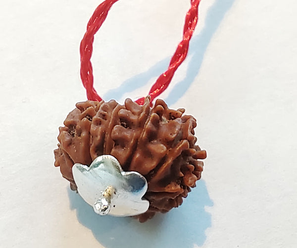 14 Mukhi Rudraksha