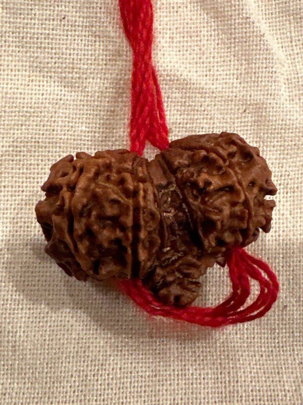 Gaurishankar Rudraksha