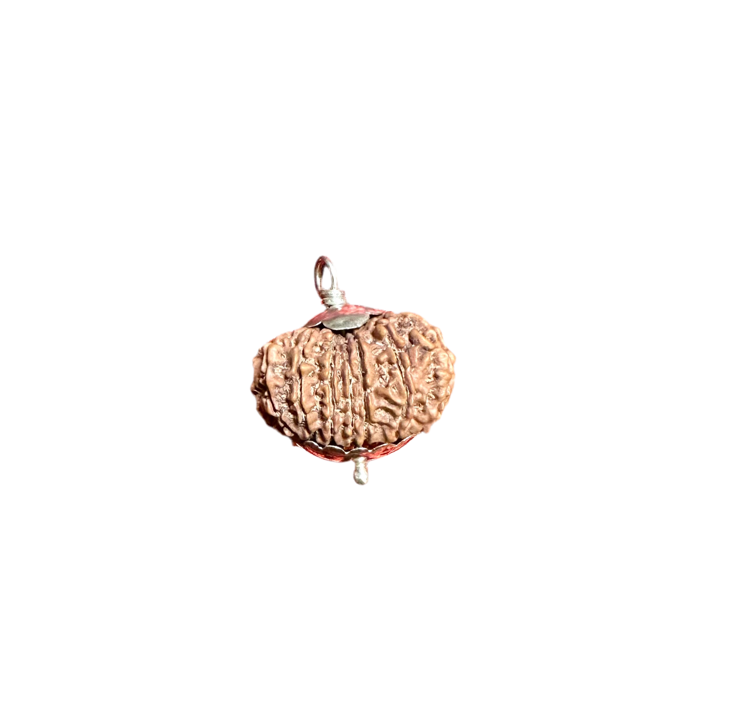 15 Mukhi Rudraksha