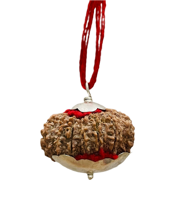 15 Mukhi Rudraksha