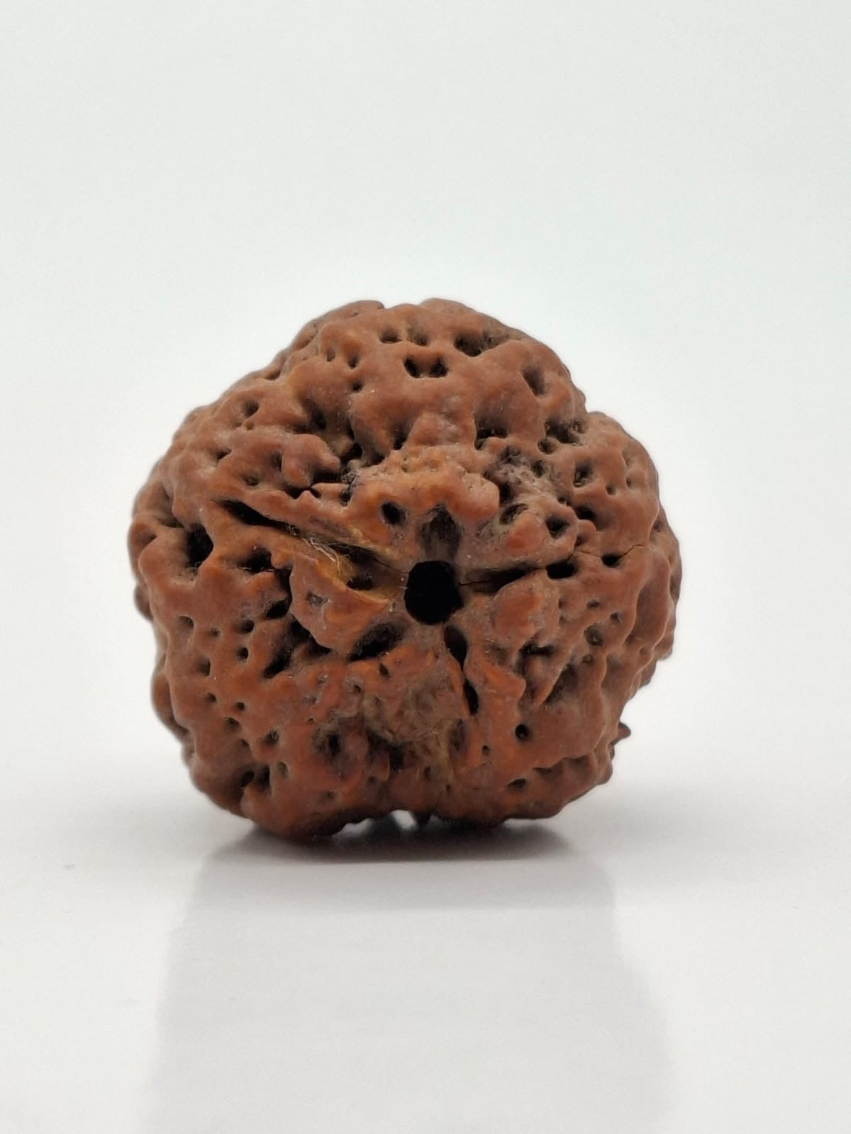 0 Mukhi (Nirakar) Rudraksha