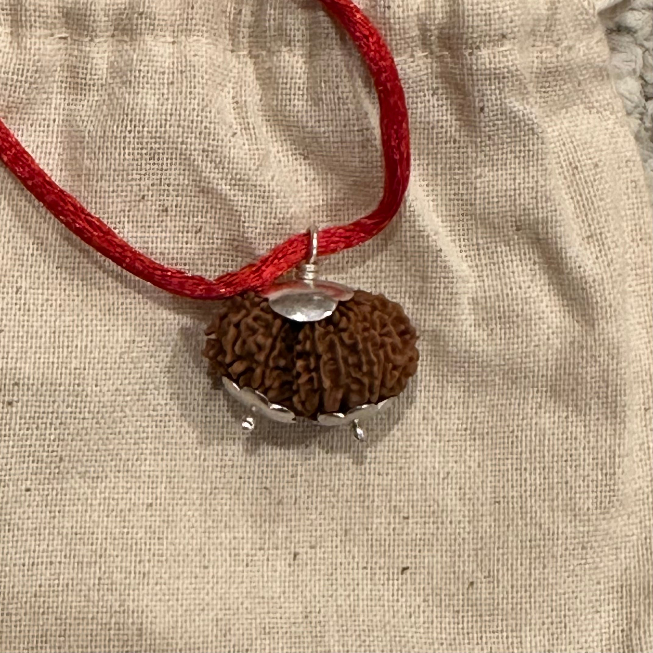 17 Mukhi Gaurishankar Rudraksha