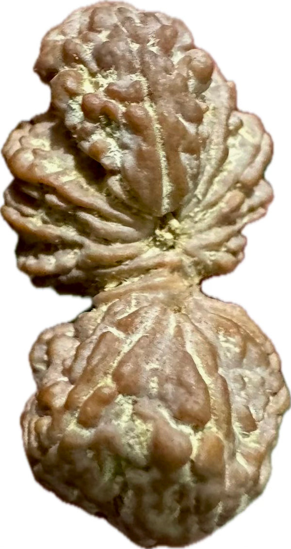 Trijuti with One Mukhi Bead