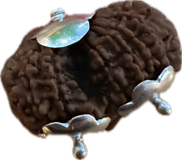 15 Mukhi Gaurishkar Rudraksha