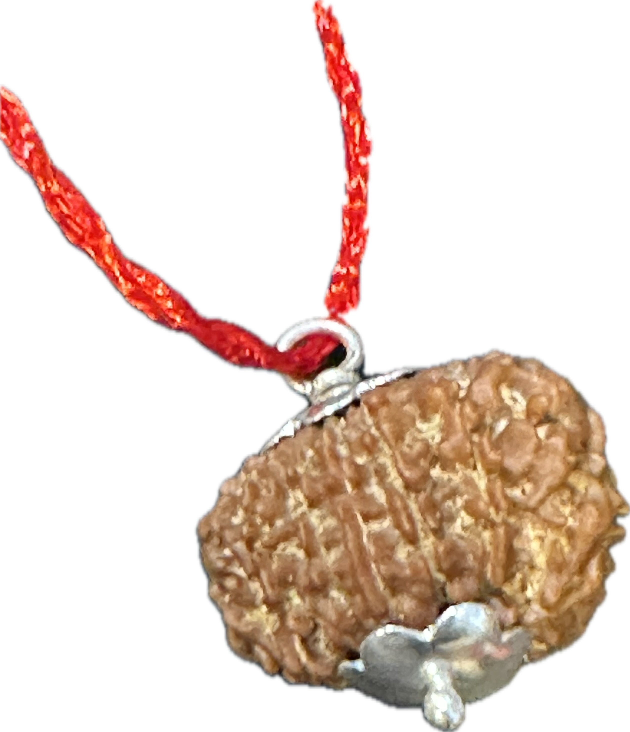 12 Mukhi Rudraksha