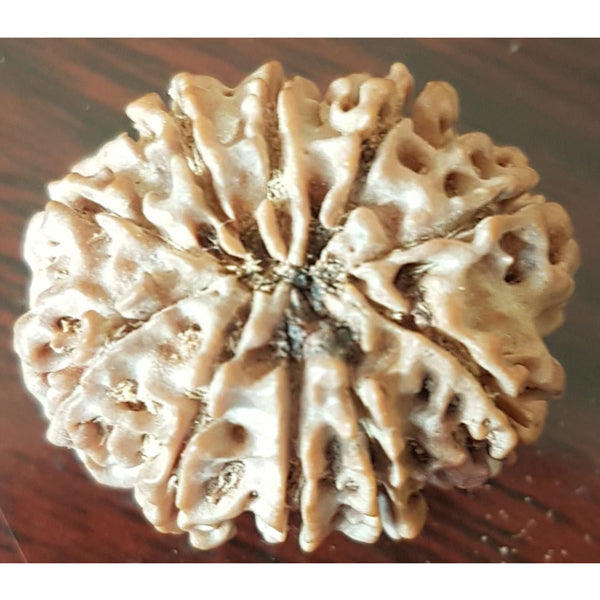 10 Mukhi Rudraksha