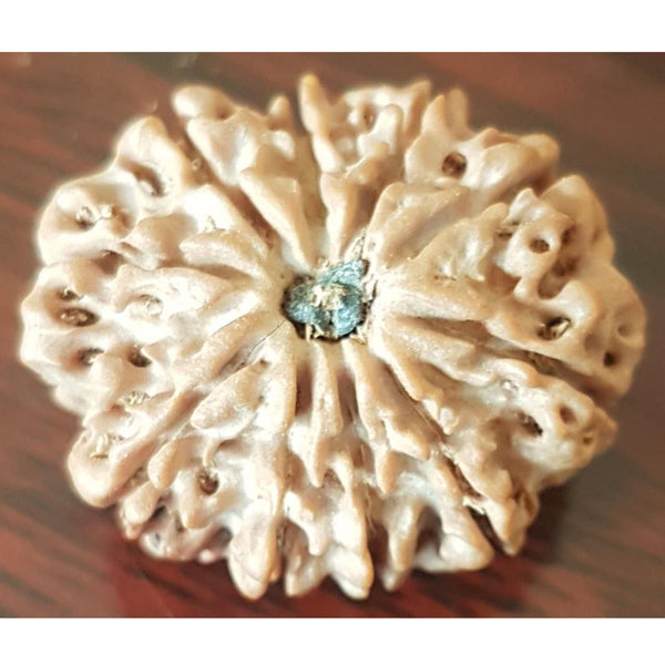 10 Mukhi Rudraksha