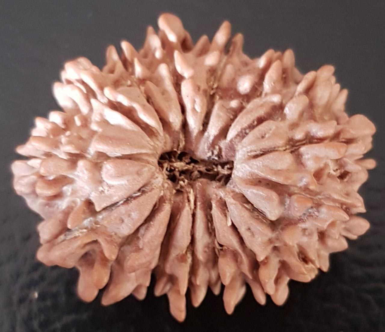 16 Mukhi Rudraksha