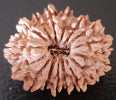 16 Mukhi Rudraksha